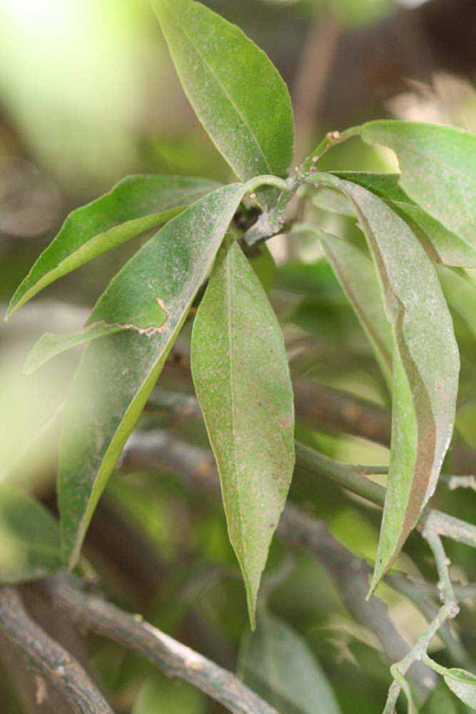              Shade leaves (Riverside, CA)       